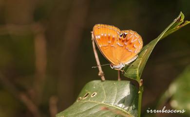 Abisara burnii etymander (Fruhstorfer, 1908) 白點褐蜆蝶