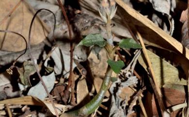 Cheirostylis tortilacinia C.S.Leou 和社指柱蘭