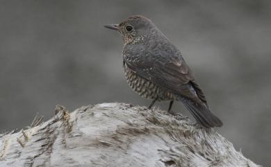 Monticola solitarius philippensis (Muller, 1776) 藍磯鶇(棕腹亞種)