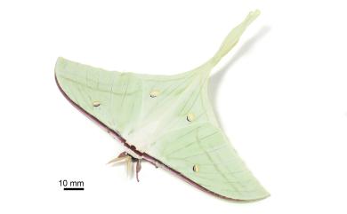 Actias ningpoana ningtaiwana Brechlin, 2012 長尾水青蛾
