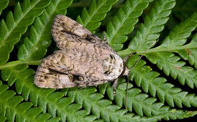 Anacronicta horishana Matsumura, 1931 埔里鈍夜蛾