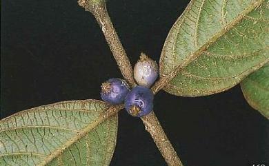 Lasianthus formosensis Matsum. 臺灣雞屎樹