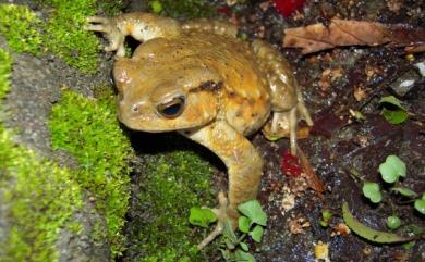 Bufo bankorensis Barbour, 1908 盤古蟾蜍