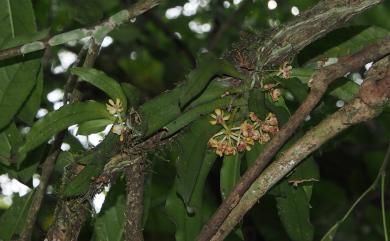 Gastrochilus somae Hayata 黃松蘭