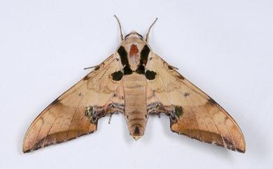 Ambulyx kuangtungensis (Mell, 1922) 廣東鷹翅天蛾