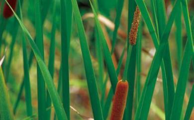 Typha orientalis C.Presl 香蒲