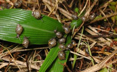 Achatina fulica Bowdich, 1822 非洲大蝸牛