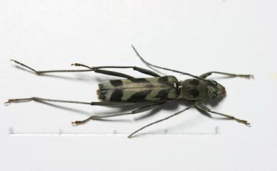 Demonax angulifascia Aurivillius, 1922 蘭嶼刺角虎天牛