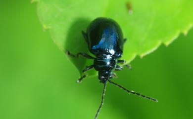 Altica birmanensis (Jacoby, 1896) 緬甸藍葉蚤