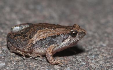 Microhyla fissipes Boulenger, 1884 小雨蛙