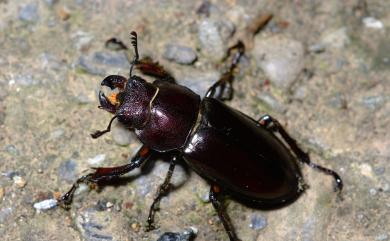 Lucanus swinhoei Parry, 1874 姬深山鍬形蟲