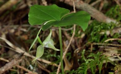 Cypripedium debile 小喜普鞋蘭