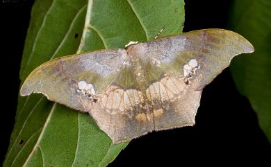 Timandromorpha discolor (Warren, 1896) 缺口鐮翅青尺蛾