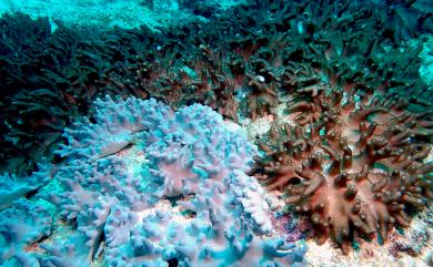 Cladiella echinata (Tixier-Durivault, 1943) 多刺小枝軟珊瑚