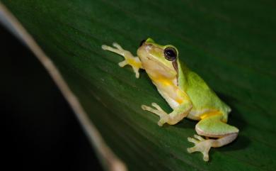 Hyla chinensis Günther, 1858 中國樹蟾