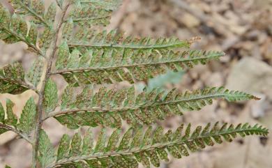 Arachniodes chinensis (Rosenst.) Ching 中華複葉耳蕨