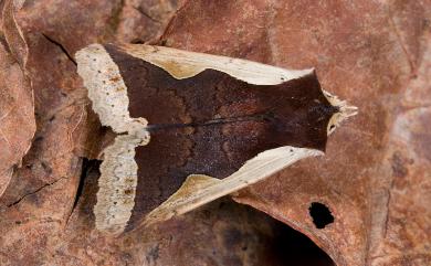 Rhynchaglaea hemixantha hemixantha Sugi, 1980 分明長喙夜蛾