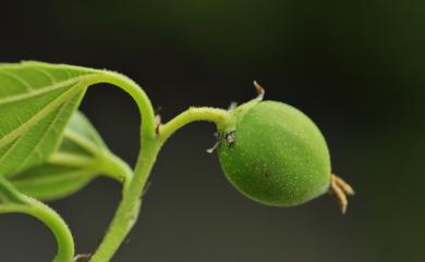 Aphananthe aspera (Thunb.) Planch. 糙葉樹