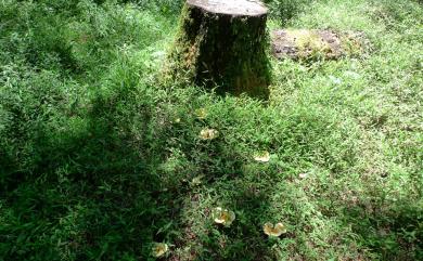 Ganoderma lingzhi 靈芝