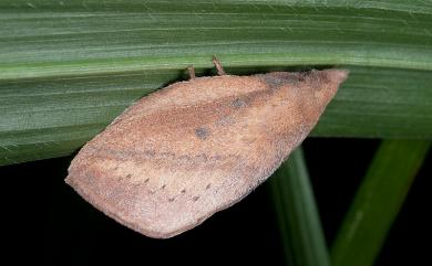 Euthrix nigropuncta (Wileman, 1910) 淡紋斜帶枯葉蛾