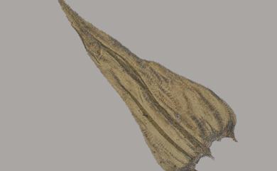 Palamocladium leskeoides (Hook.) E. Britton 摺葉苔