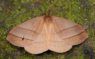 Palirisa cervina formosana Matsumura, 1931 黑胸帶蛾