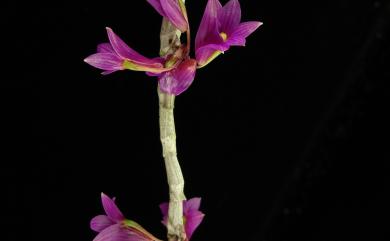 Dendrobium miyakei Schltr. 紅花石斛