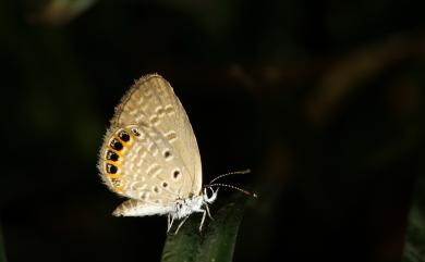 Freyeria putli formosanus 東方晶灰蝶