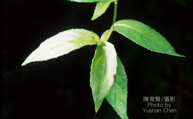 Blumea riparia var. megacephala 大頭艾納香