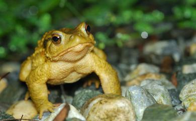 Bufo bankorensis Barbour, 1908 盤古蟾蜍