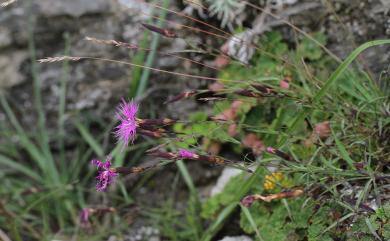 Dianthus pygmaeus Hayata 玉山石竹