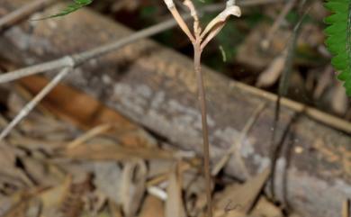 Didymoplexis micradenia (Rchb.f.) Hemsl. 小鬼蘭