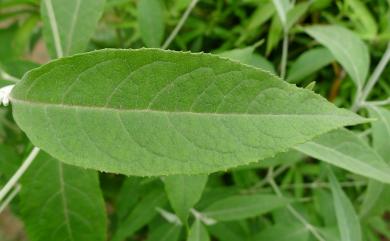 Buddleja asiatica Lour. 揚波