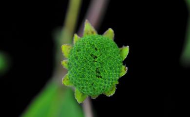 Eclipta prostrata (L.) L. 鱧腸