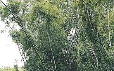 Bambusa stenostachya Hack. 刺竹