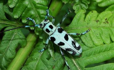 Paraglenea swinhoei Bates, 1866 黑紋蒼藍天牛