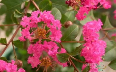 Lagerstroemia subcostata Koehne 九芎