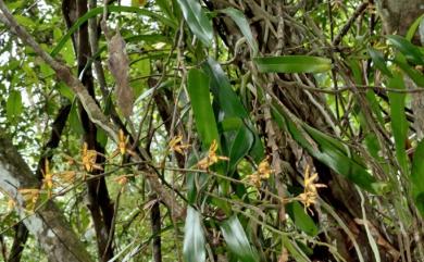 Arachnis labrosa (Lindl. ex Paxton) Rchb.f. 龍爪蘭