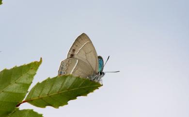 Chrysozephyrus rarasanus (Matsumura, 1939) 拉拉山翠灰蝶