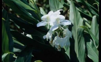 Hedychium coronarium J.Koenig 野薑花