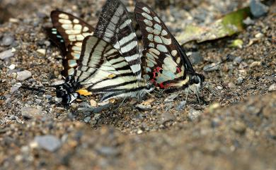 Graphium mullah chungianus (Murayama, 1961) 黑尾劍青鳳蝶