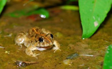 Fejervarya limnocharis (Gravenhorst, 1829) 澤蛙