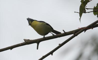 Machlolophus holsti (Seebohm, 1894) 黃山雀