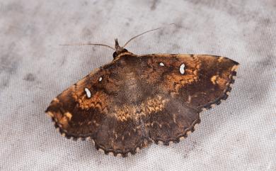 Adrapsa ochracea Leech, 1900 土黃櫛裳蛾