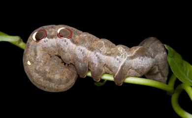 Eudocima salaminia Cramer, 1777 豔葉裳蛾