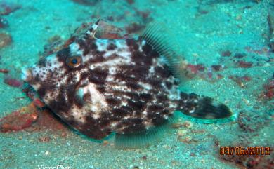 Acreichthys tomentosus (Linnaeus, 1758) 白線鬃尾單棘魨