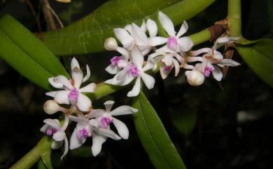 Trichoglottis rosea 短穗毛舌蘭