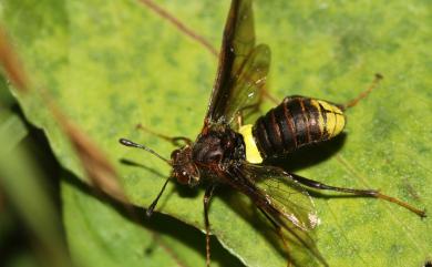 Cimbicidae 錘角葉蜂科