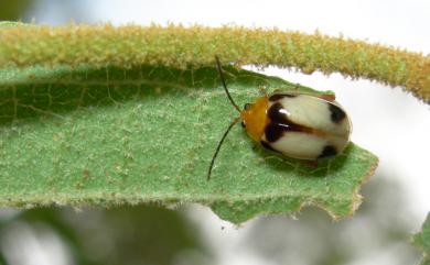 Hemipyxis balyi Bates, 1866 白緣溝腳葉蚤