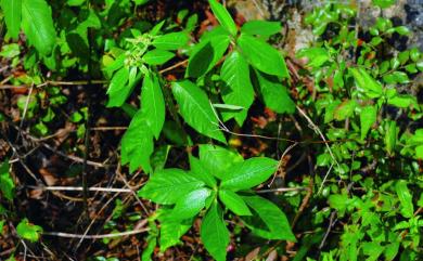 Euphorbia heterophylla L. 白苞猩猩草